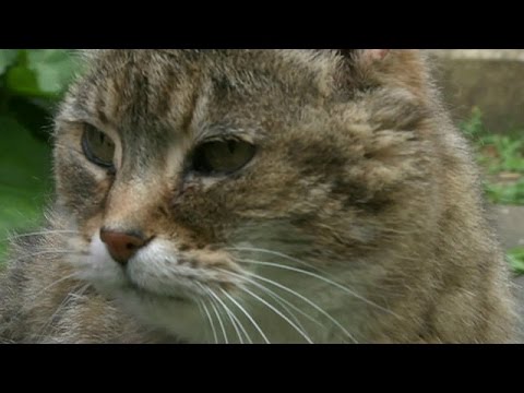 Conoce al gato más viejo del mundo: Cuál ha sido su récord de longevidad