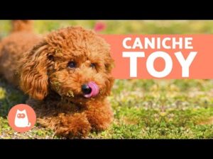 Descubre el tamaño exacto de un perro mini toy: ¡Sorpréndete!