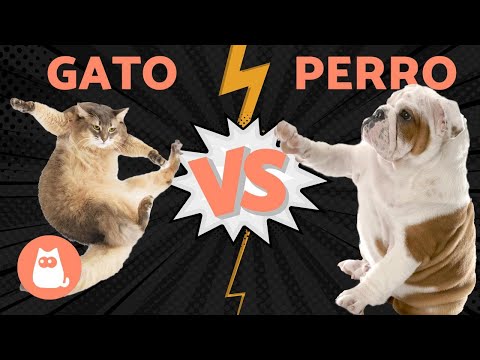 Perro vs Gato: ¿Quién es más cariñoso? Descúbrelo aquí