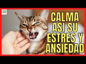 Cómo calmar la ansiedad de gatos: consejos efectivos