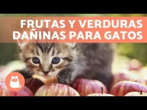 Alimentos prohibidos para gatos: ¿Qué no darles de comer?