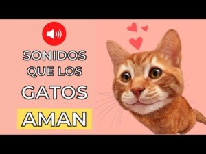 Descubre la música favorita de los gatos: Qué tipo les gusta