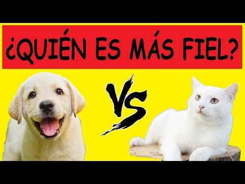 Perro vs. gato: ¿Quién es más fiel a su amo?